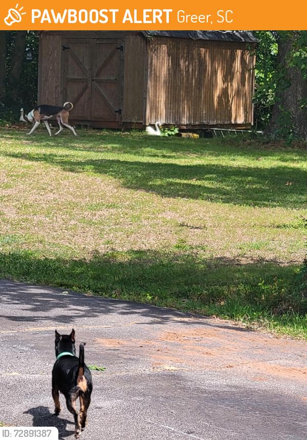 Found/Stray Unknown Dog last seen Memorial Dr Ext, Greer, SC 29651