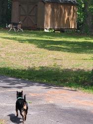 Found/Stray Unknown Dog last seen Memorial Dr Ext, Greer, SC 29651
