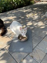 Found/Stray Unknown Cat last seen Jackson St, Fremont, CA 94539