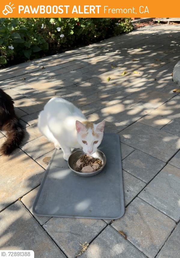 Found/Stray Unknown Cat last seen Jackson St, Fremont, CA 94539