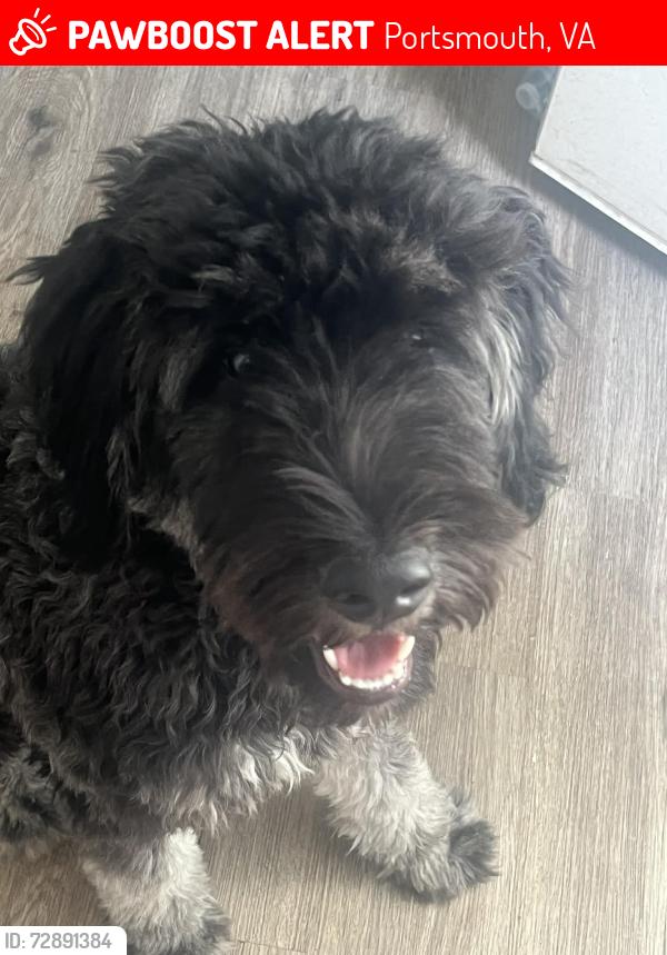 Lost Female Dog last seen George Washington hwy/ fiske and close to woodland , Portsmouth, VA 23702