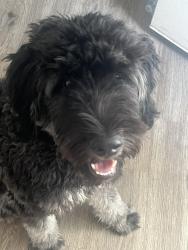 Lost Female Dog last seen George Washington hwy/ fiske and close to woodland , Portsmouth, VA 23702