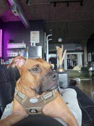 Lost Male Dog last seen Washington and Talman, Chicago, IL 60612