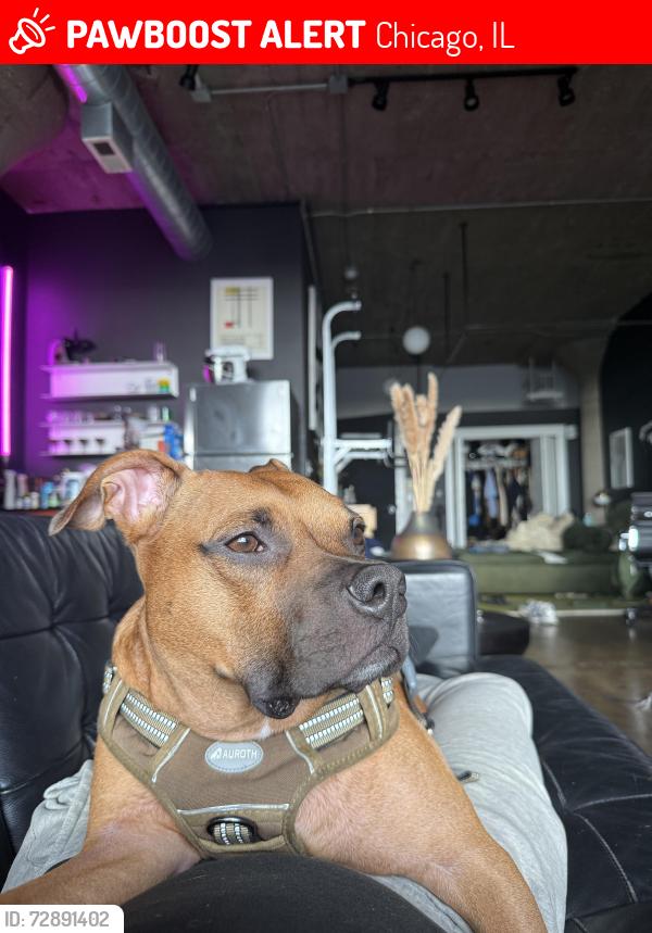 Lost Male Dog last seen Washington and Talman, Chicago, IL 60612