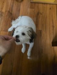 Lost Female Dog last seen Near Deep Dell Court, San Diego, CA 92114