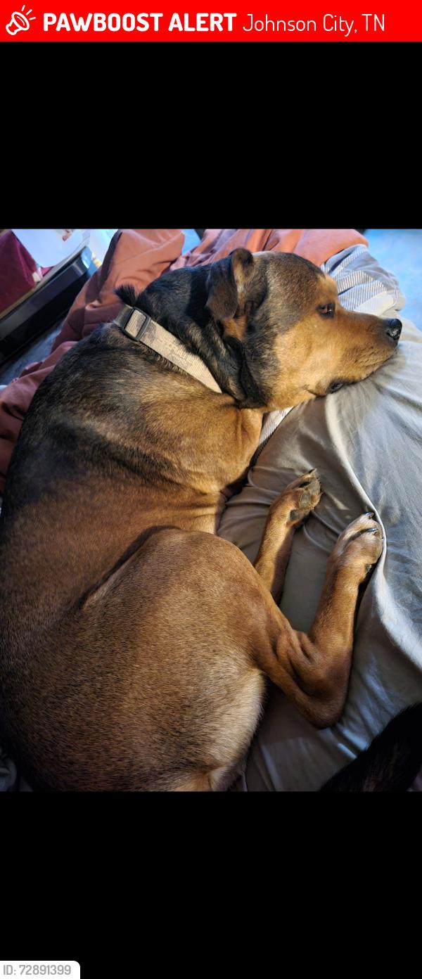 Lost Male Dog last seen North Roan st, Johnson City, TN 37615