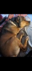 Lost Male Dog last seen North Roan st, Johnson City, TN 37615