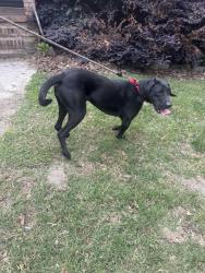 Found/Stray Unknown Dog last seen Hickswood Rd , High Point, NC 27265