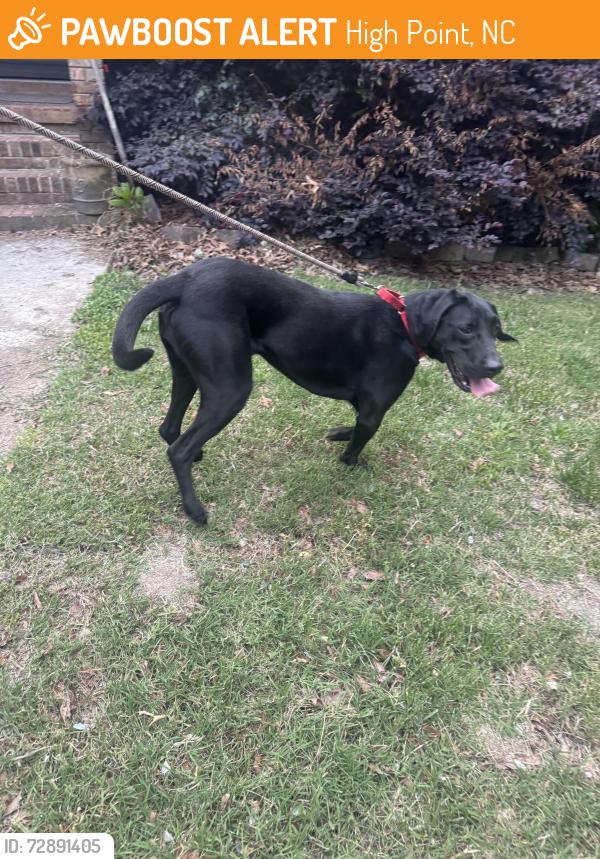 Found/Stray Unknown Dog last seen Hickswood Rd , High Point, NC 27265