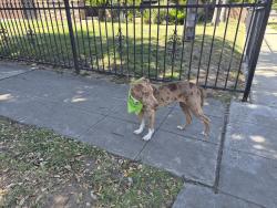 Found/Stray Unknown Dog last seen Off First & Princeton near the corner of Orchard & Princeton Ave., Fresno, CA 93703