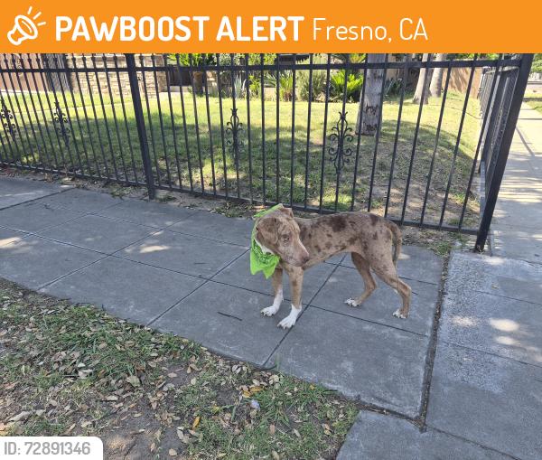 Found/Stray Unknown Dog last seen Off First & Princeton near the corner of Orchard & Princeton Ave., Fresno, CA 93703