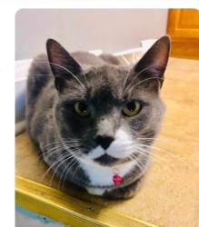 Reunited Female Cat last seen Midlothian and Crystal, Mundelein, IL 60060