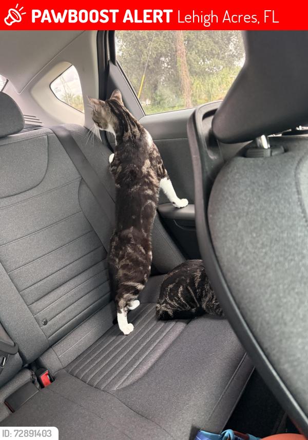 Lost Male Cat last seen Sunshine Blvd & 40th St SW , Lehigh Acres, FL 33976