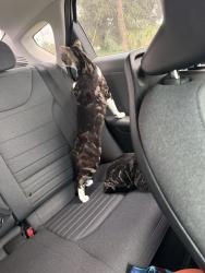 Lost Male Cat last seen Sunshine Blvd & 40th St SW , Lehigh Acres, FL 33976
