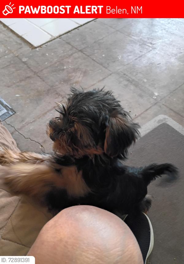 Lost Male Dog last seen By love's gas station , Belen, NM 87002