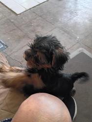 Lost Male Dog last seen By love's gas station , Belen, NM 87002
