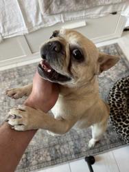 Found/Stray Female Dog last seen 14th Avenue and 132 St - North Miami , North Miami, FL 33168