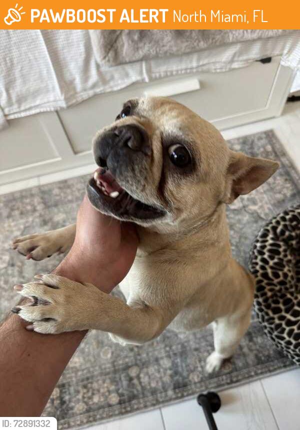 Found/Stray Female Dog last seen 14th Avenue and 132 St - North Miami , North Miami, FL 33168