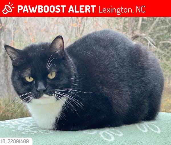 Lost Male Cat last seen Churchland Elementary , Lexington, NC 27295