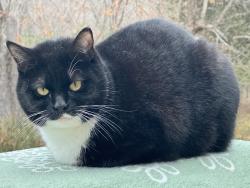 Lost Male Cat last seen Churchland Elementary , Lexington, NC 27295