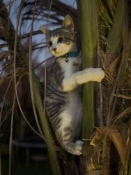Lost Male Cat last seen Jensen beach elementary, Jensen Beach, FL 34957