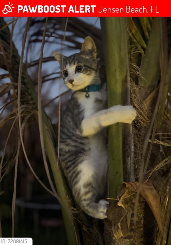 Lost Male Cat last seen Jensen beach elementary, Jensen Beach, FL 34957