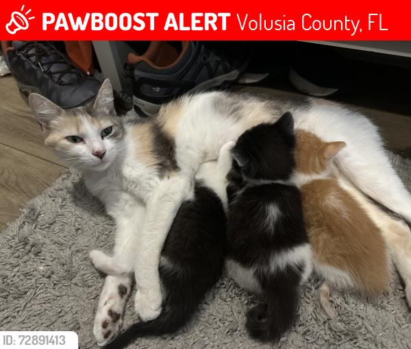 Lost Female Cat last seen Luna Sands RV Resort, Volusia County, FL 32724