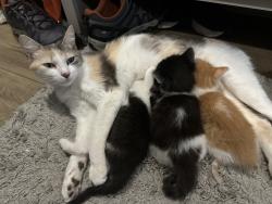 Lost Female Cat last seen Luna Sands RV Resort, Volusia County, FL 32724