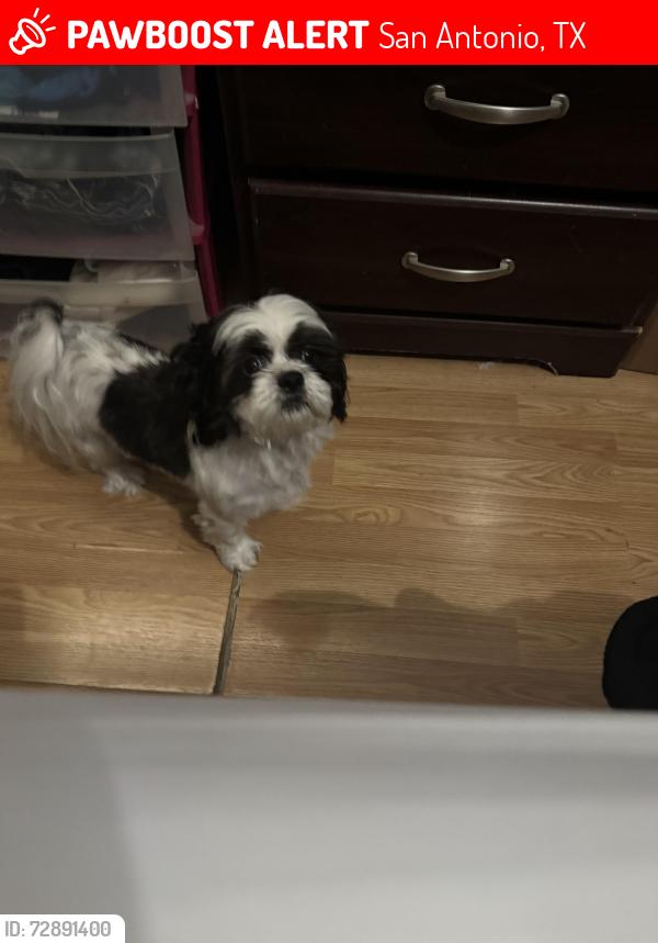 Lost Male Dog last seen Bellaire neighborhood , San Antonio, TX 78221
