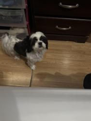 Lost Male Dog last seen Bellaire neighborhood , San Antonio, TX 78221