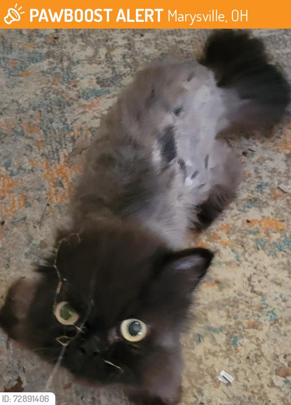 Found/Stray Unknown Cat last seen Rt 31 and Creekview Dr. Marysville OH 43040, Marysville, OH 43040