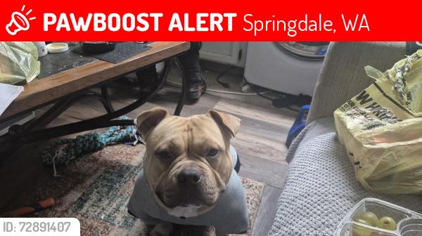 Lost Male Dog last seen Resavation rd , Springdale, WA 99173