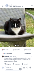 Lost Female Cat last seen Trammel Rd,old Atlanta , Forsyth County, GA 30041