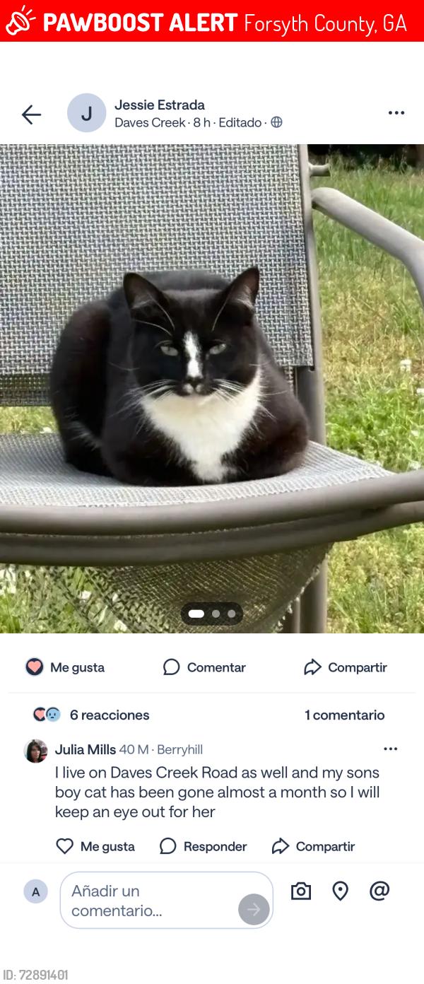 Lost Female Cat last seen Trammel Rd,old Atlanta , Forsyth County, GA 30041