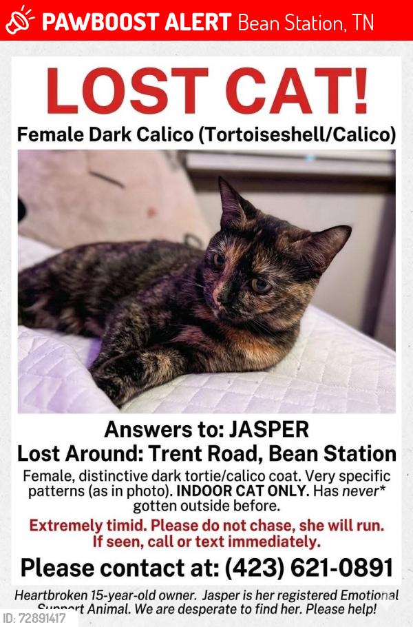 Lost Female Cat last seen Near Trent rd , Bean Station, TN 37708