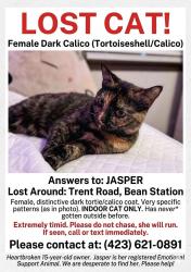 Lost Female Cat last seen Near Trent rd , Bean Station, TN 37708