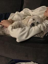 Lost Male Dog last seen Near Jackson st Stamford ct 06902, Stamford, CT 06902