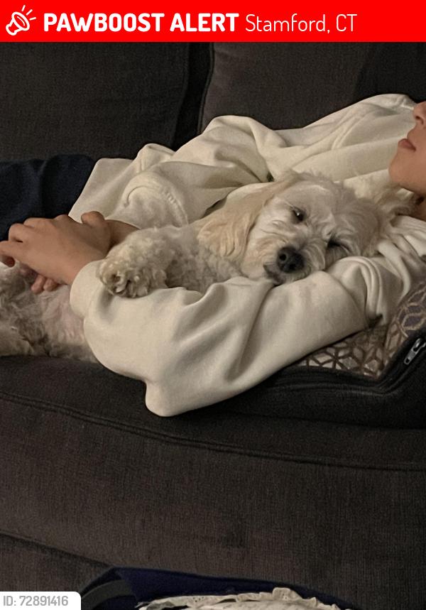 Lost Male Dog last seen Near Jackson st Stamford ct 06902, Stamford, CT 06902