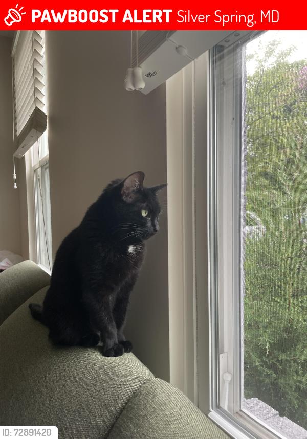 Lost Female Cat last seen Woonsockett Dr & Woonsockett Ln, Silver Spring, MD 20905