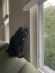 Lost Female Cat last seen Woonsockett Dr & Woonsockett Ln, Silver Spring, MD 20905