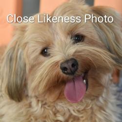 Reunited Female Dog last seen Food Lion on Union Street & Manor Ave, Concord, NC 28025