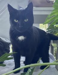 Reunited Unknown Cat last seen Patterson and Forest Ave, Henrico County, VA 23229