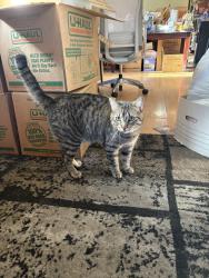 Lost Male Cat last seen Gilman & Hawes, San Francisco, CA 94124