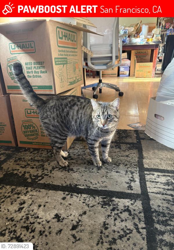 Lost Male Cat last seen Gilman & Hawes, San Francisco, CA 94124