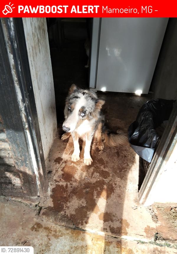 Lost Male Dog last seen Maria Vieira 1327, Mamoeiro, MG 38610-000