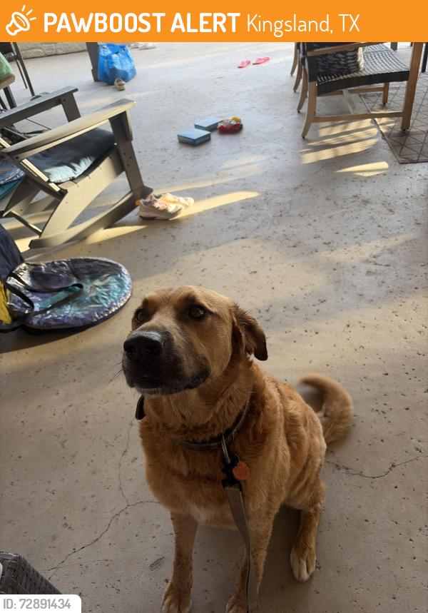 Found/Stray Male Dog last seen Llano River, Kingsland, TX 78639