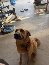 Found/Stray Male Dog last seen Llano River, Kingsland, TX 78639