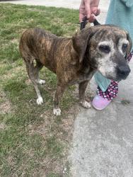 Found/Stray Female Dog last seen Near Hickswood Rd High Point NC, High Point, NC 27265