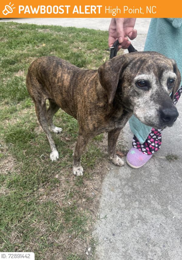 Found/Stray Female Dog last seen Near Hickswood Rd High Point NC, High Point, NC 27265