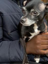Reunited Male Dog last seen east 116th and Woodland/Larchmere, Cleveland, OH 44104